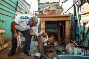 STERILISE 1000 ANIMALS AND PREVENT SUFFERING