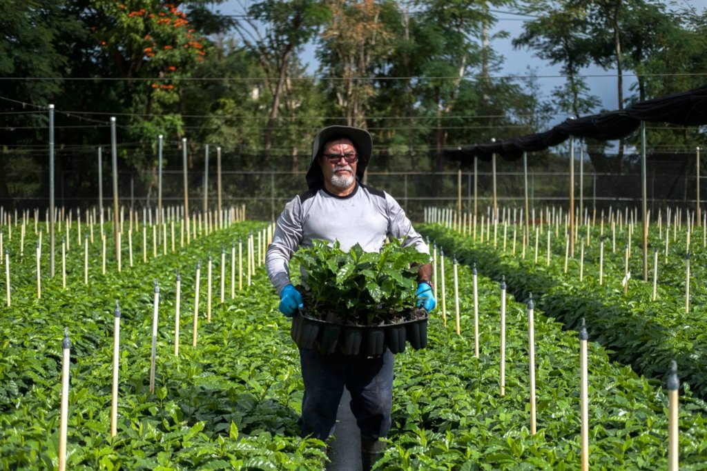 Supporting Coffee Farmers in Puerto Rico