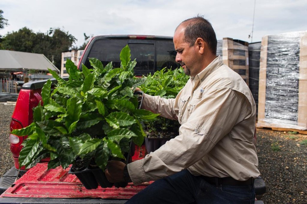 Supporting Coffee Farmers in Puerto Rico