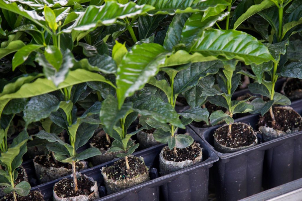 Supporting Coffee Farmers in Puerto Rico