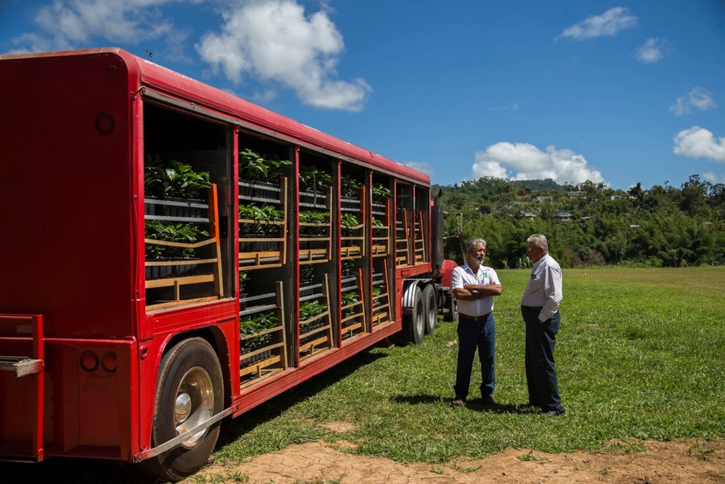 Supporting Coffee Farmers in Puerto Rico