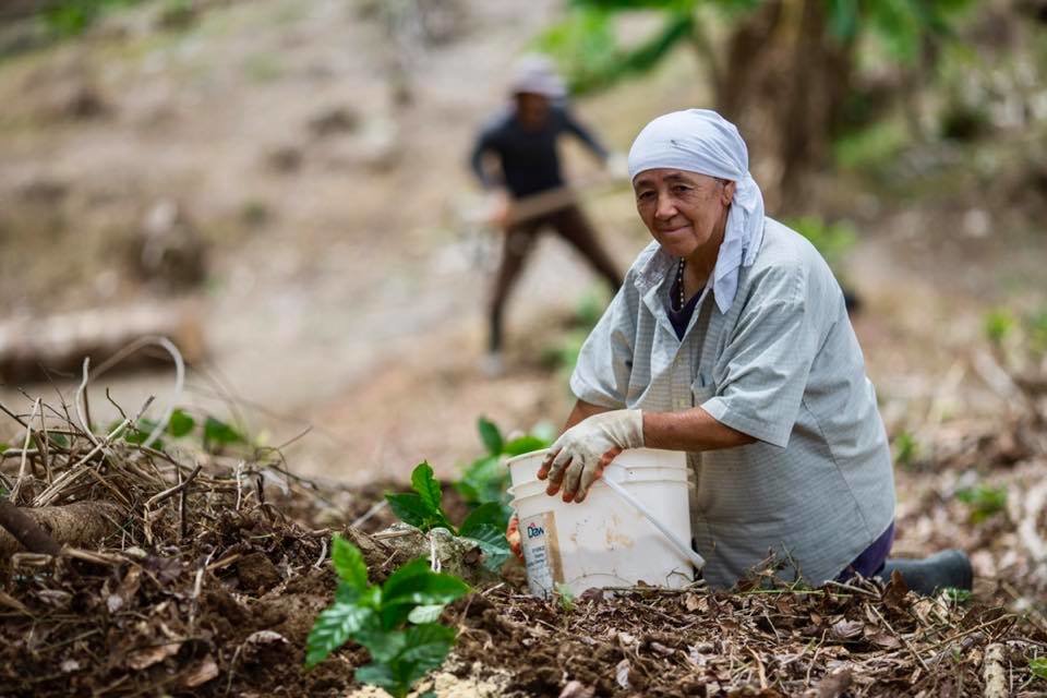 Supporting Coffee Farmers in Puerto Rico