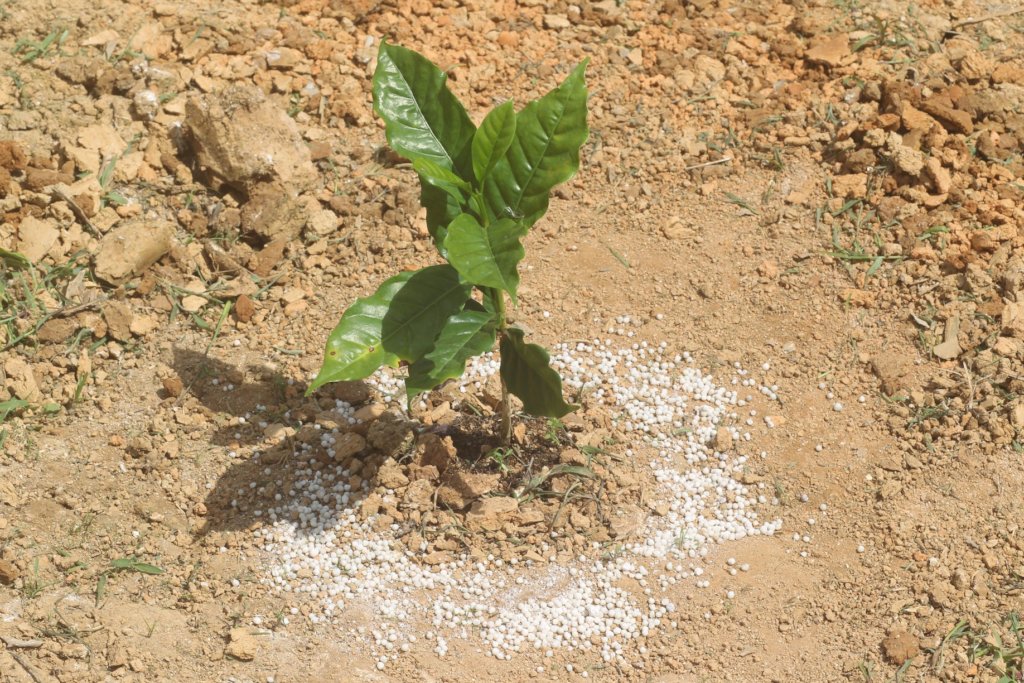 Supporting Coffee Farmers in Puerto Rico