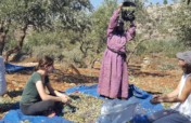 The Olive Tree Project