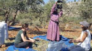 The Olive Tree Project