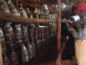 Zimconserve Mushroom Farming Projectt