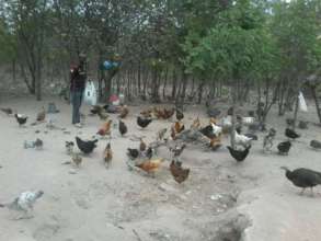 Zimconserve Poultry Farming Project