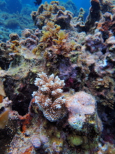 Thriving Coral Outplant