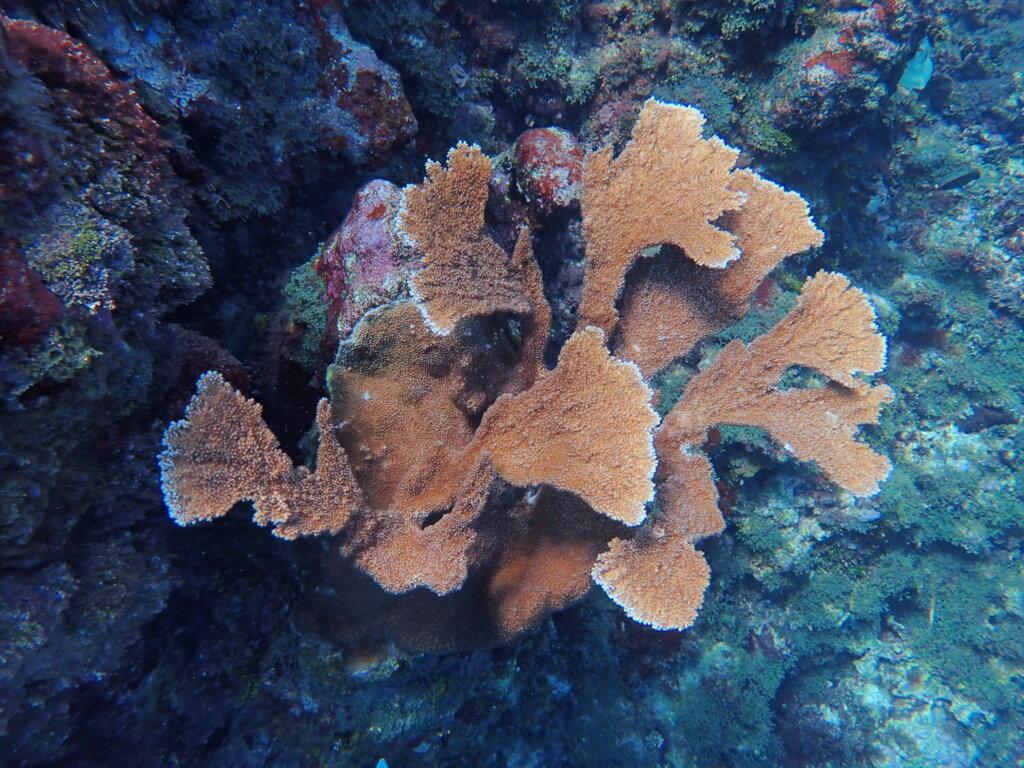 A stunning Elkhorn coral survivor. A sign of hope.