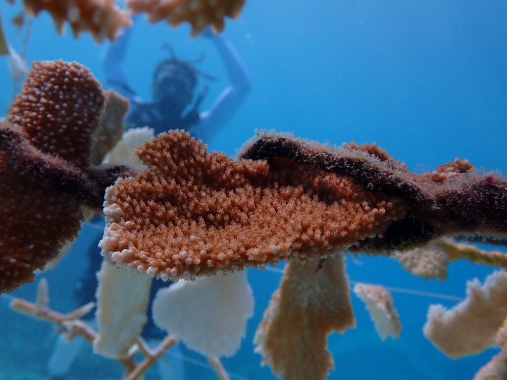 Healthy coral growing in nursery.