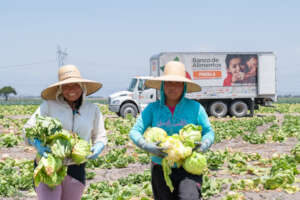 Mujeres recolectoras del campo de lechugas