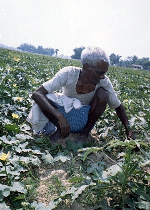 Help 200 distitute grand parents in Bihar,India