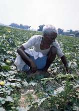 old man working as agricultural laborer