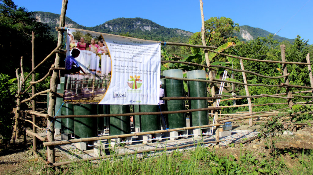 Spirulina farm for 50 malnourished tenek families