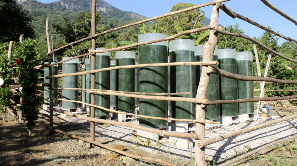 Spirulina farm for 50 malnourished tenek families