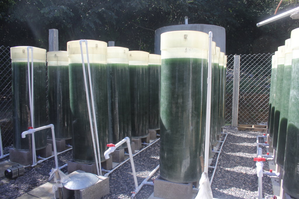 Spirulina farm for 50 malnourished tenek families