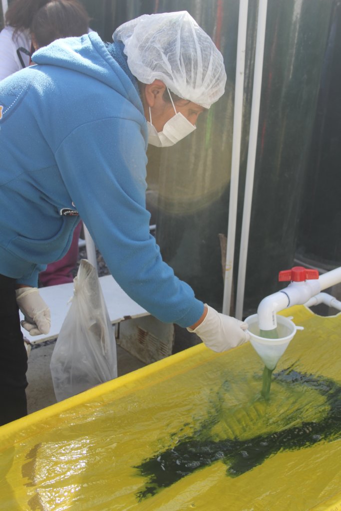 Spirulina farm for 50 malnourished tenek families