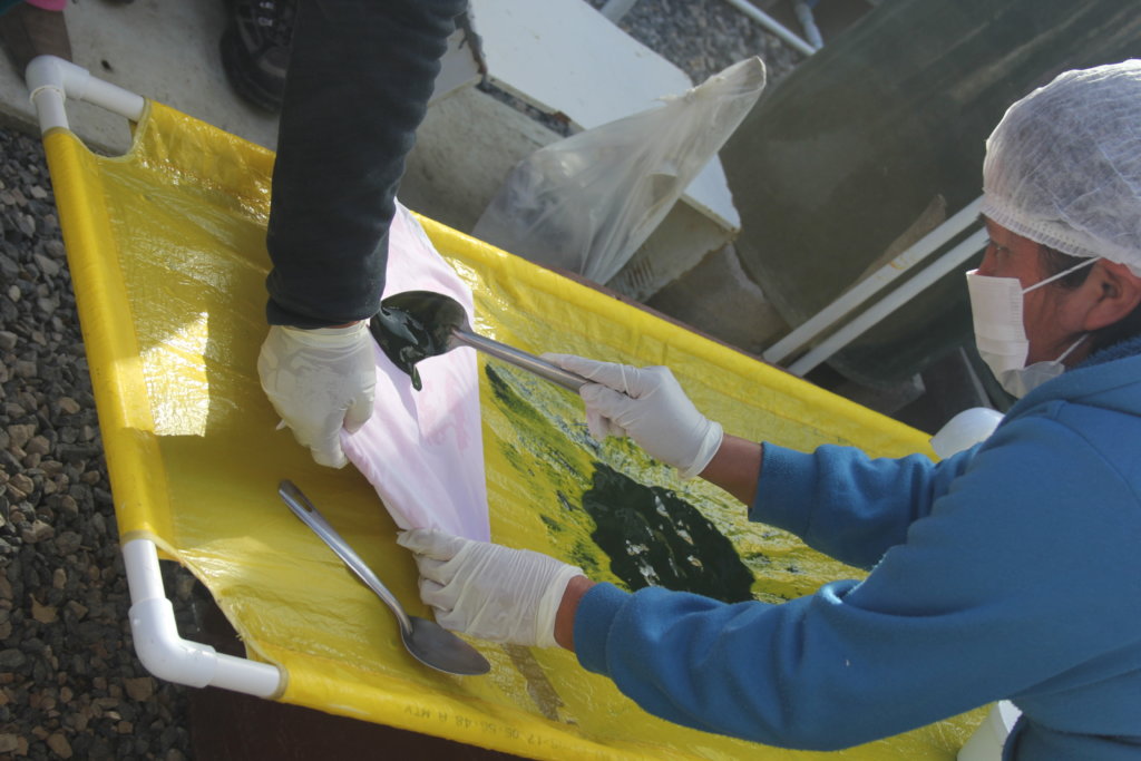 Spirulina farm for 50 malnourished tenek families