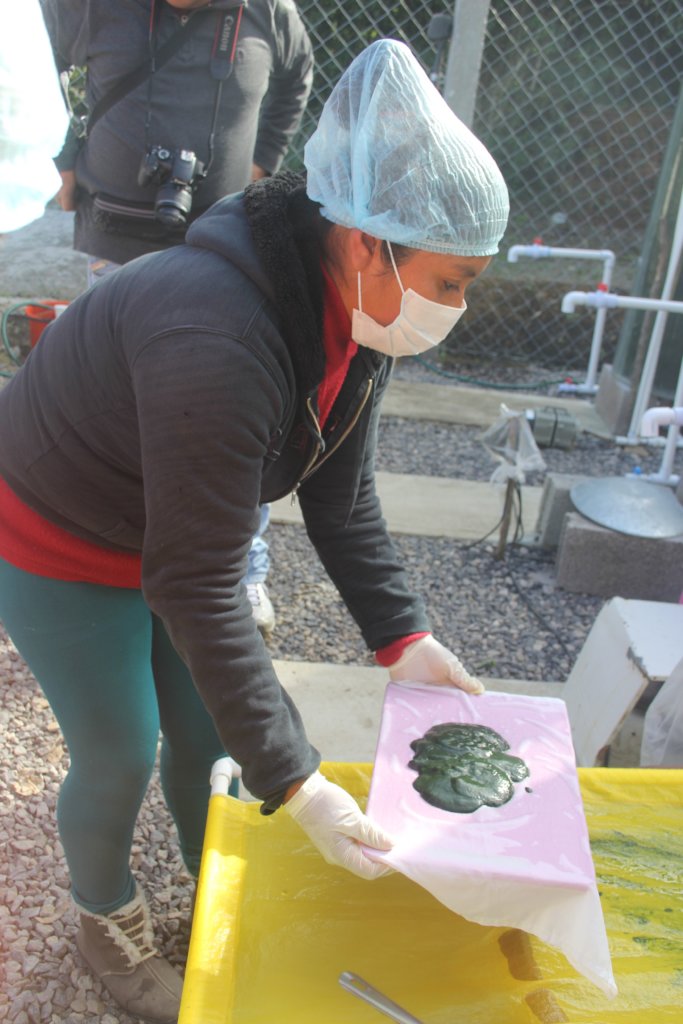 Spirulina farm for 50 malnourished tenek families