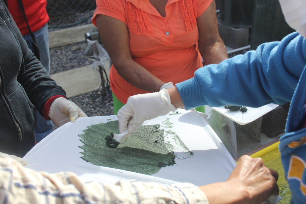 Spirulina farm for 50 malnourished tenek families