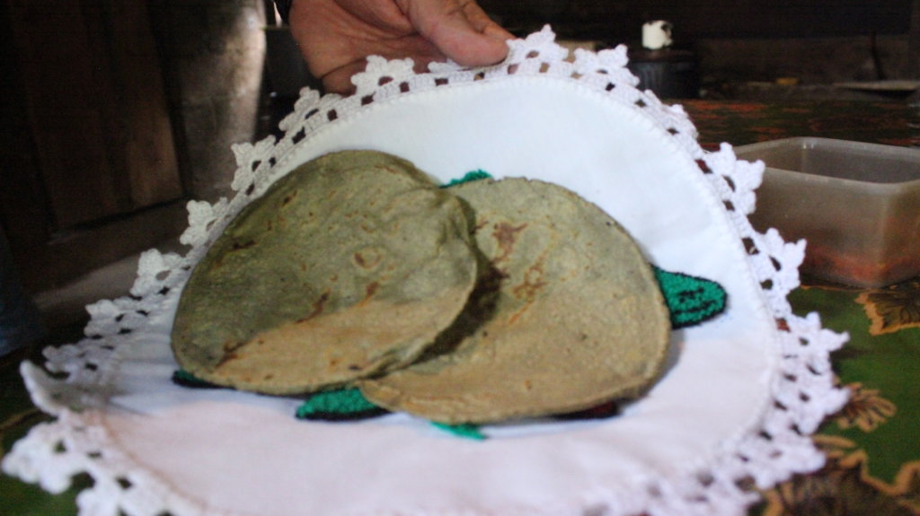 Spirulina farm for 50 malnourished tenek families