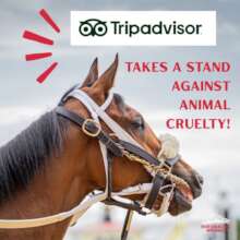 Tripadvisor Says NO To Animal Cruelty!