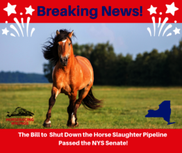 Slaughter Bill Passes NYS Legislature!