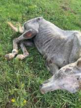 Cruelty Investigations