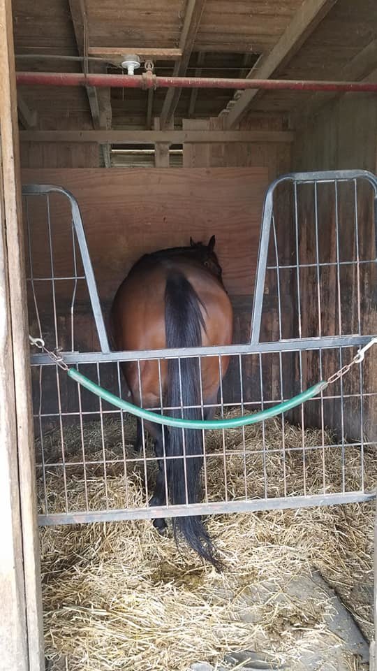 Help end horseracing in the United States