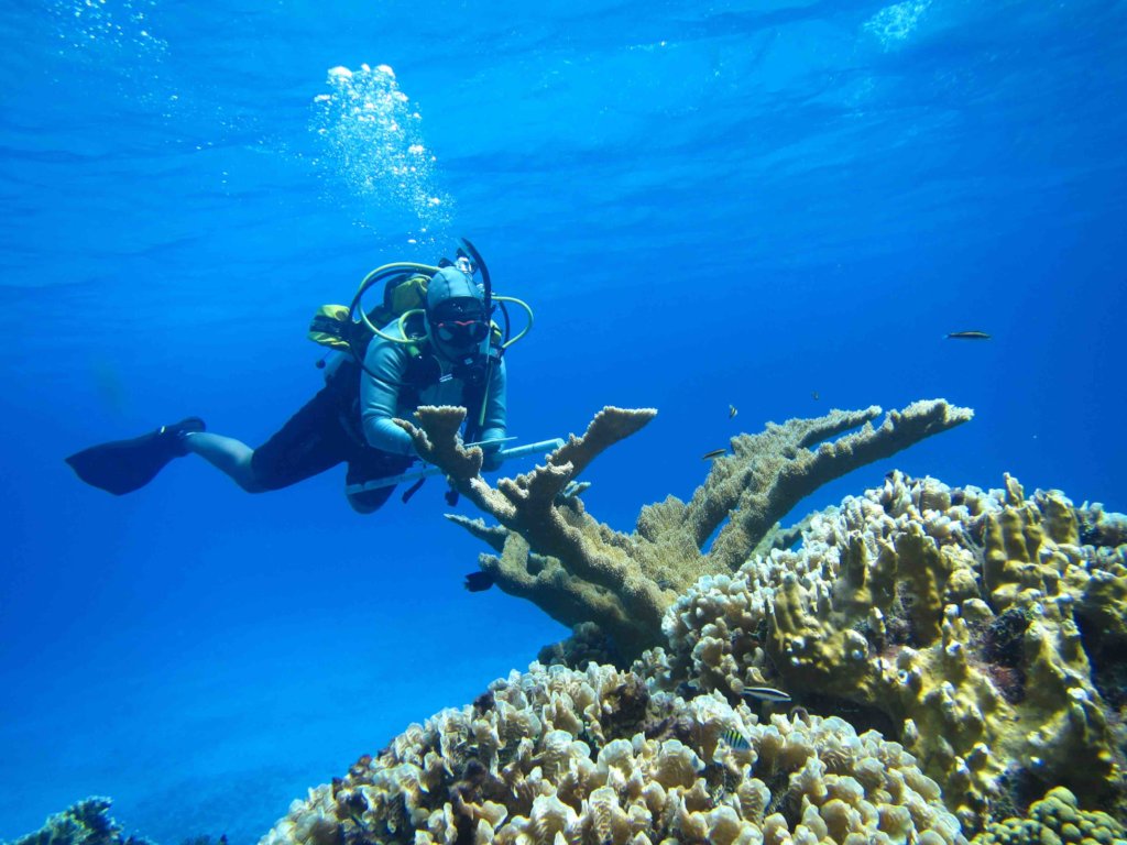 Small heroes to recue great reefs in Cozumel