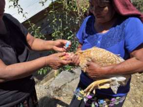 Chicken vaccination