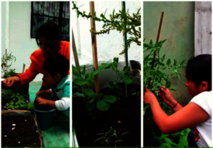 Urban gardens