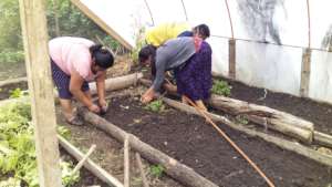 Vegetable workshop