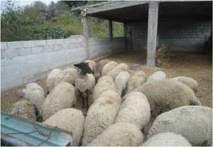 A program participants' livestock