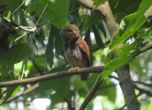 Chestnut-backed owlet in the forest