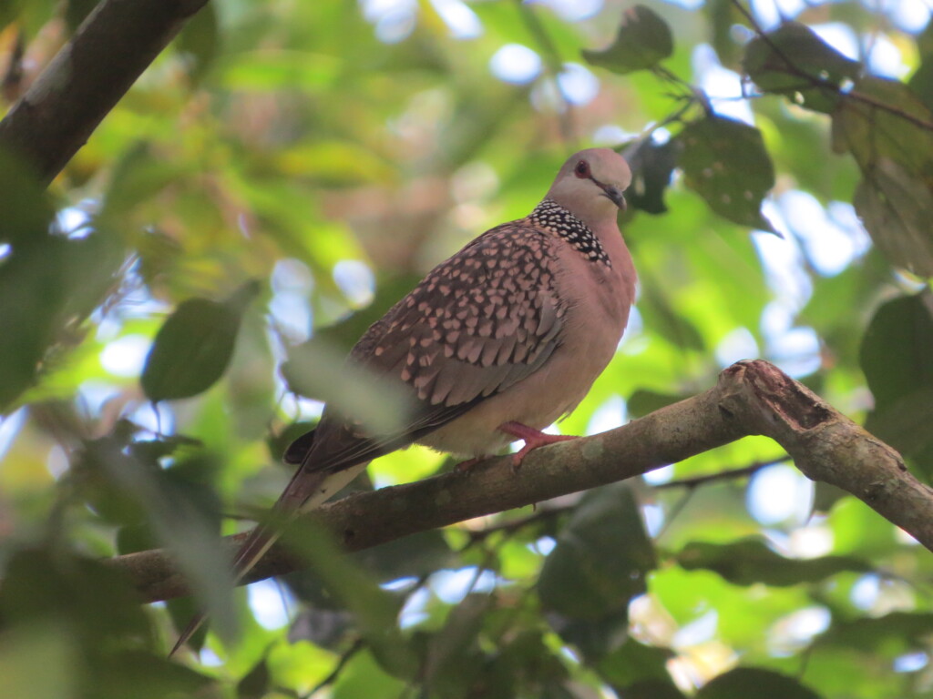Spotted dove, Bululand Reforestation Project