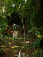 Progress of some our planted trees