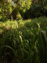 The overgrowing shrub