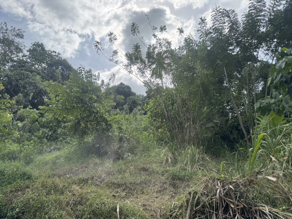 Deforestated land now protected by the FHF