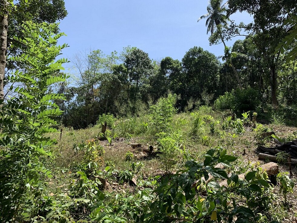 Protect our Kandyan Forests