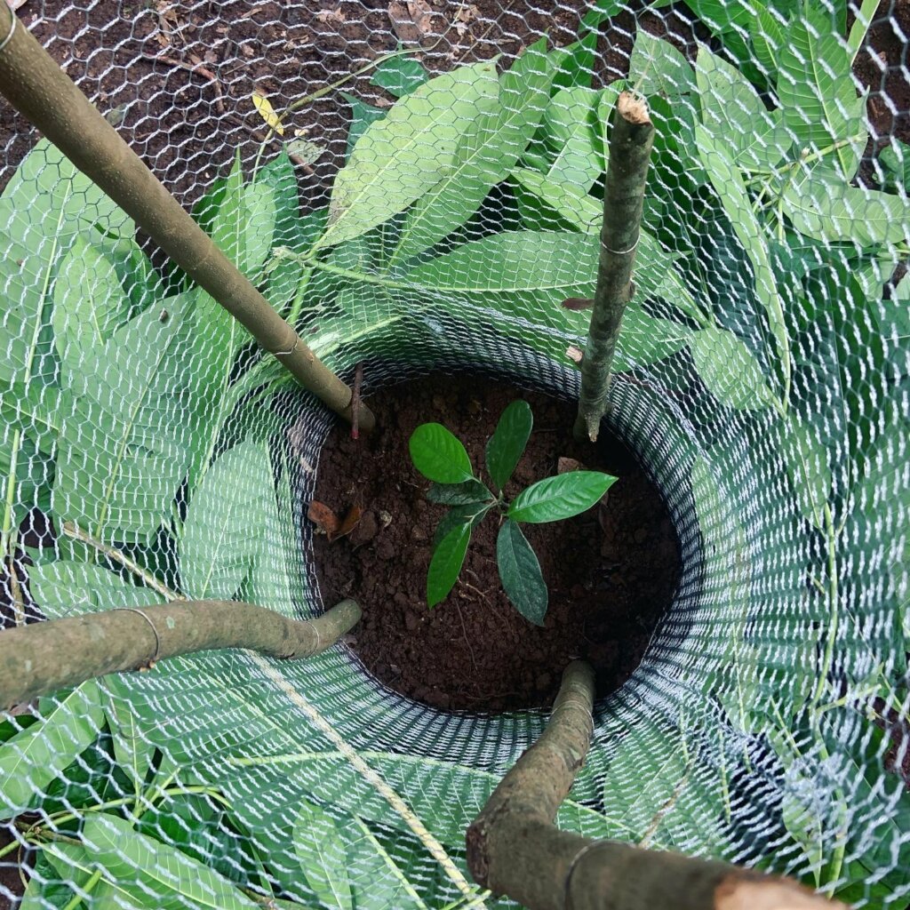 Protect our Kandyan Forests