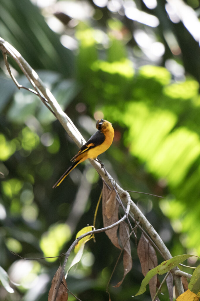Protect our Kandyan Forests