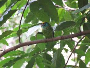 A yellow-fronted barbet in the forest