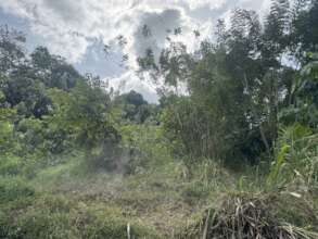 Deforestated land now protected by the FHF