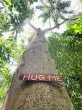 Save our Kandyan Forests