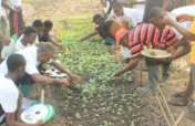 School farms: Experiential learning & school meals