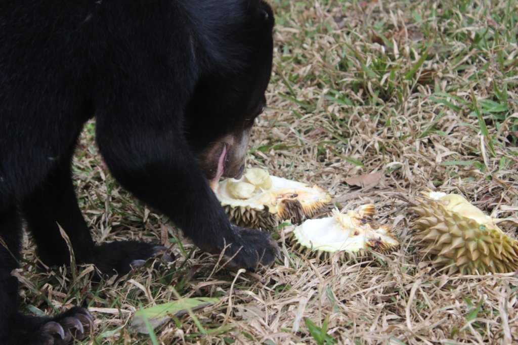 train Uca diging the durian