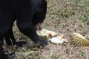train Uca diging the durian
