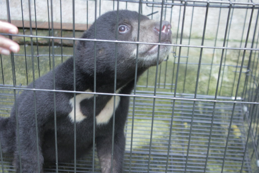 Help ISCP Become a Baby Bear Foster Parent