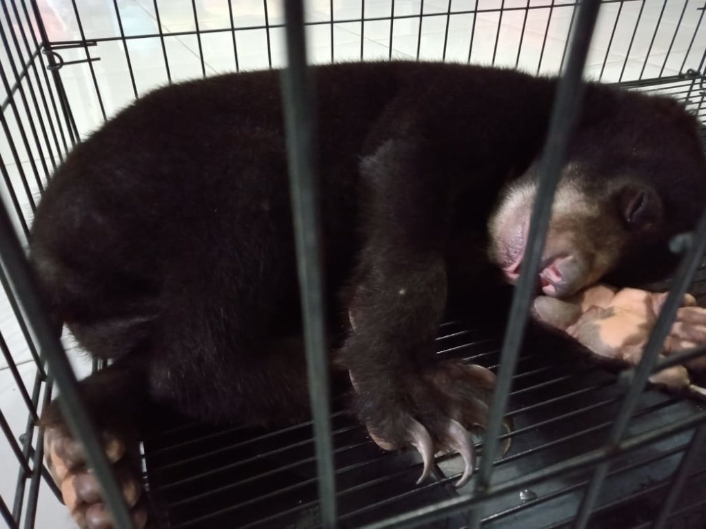 Help ISCP Become a Baby Bear Foster Parent
